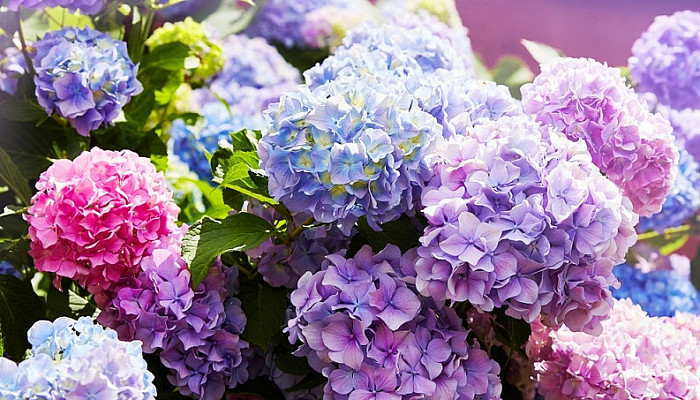 bf Hydrangea Flowers for Your Wedding